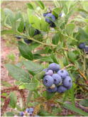 blueberry grown in wi