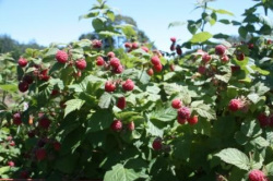 raspberry grown in wi