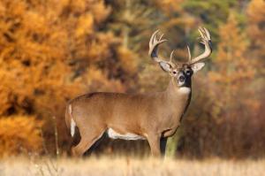 whitetail deer
